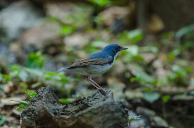 Sibirya mavi robin (Luscinia cyane)