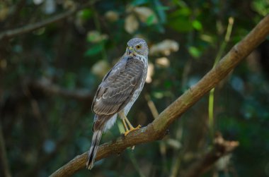 Besra Atmaca (Accipiter virgatus fuscipectus)