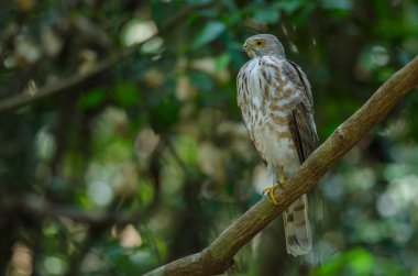 Besra Atmaca (Accipiter virgatus fuscipectus)
