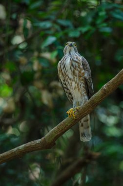 Besra Atmaca (Accipiter virgatus fuscipectus)