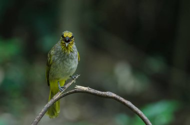 Şerit gerdanlı Bulbul dal