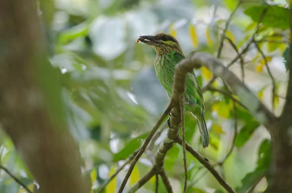 Barbet dalle orecchie verdi (Megalaima faiostricta ) — Foto Stock