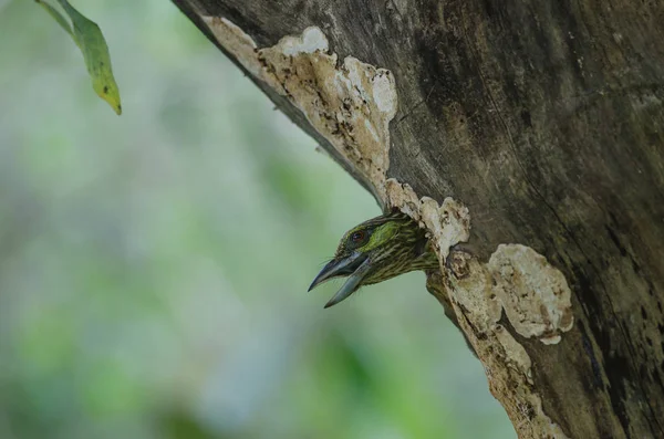 Зеленоухий барбет (Megalaima faiostricta ) — стоковое фото