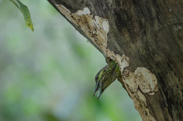 Barbet de orejas verdes (Megalaima faiostricta ) —  Fotos de Stock