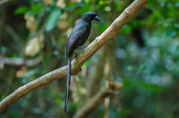 Treepie dalla coda a racchetta. (Crypsirina temia ) — Foto Stock