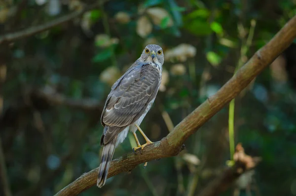 Sperwer van besra (Accipiter virgatus fuscipectus) — Stockfoto