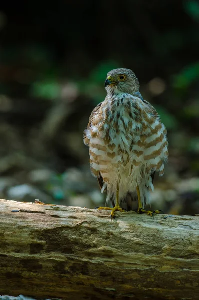 Sperwer van besra (Accipiter virgatus fuscipectus) — Stockfoto