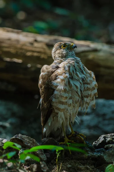 Besra Sparrowhawk (Accipiter virgatus fuscipectus) — Stock Fotó
