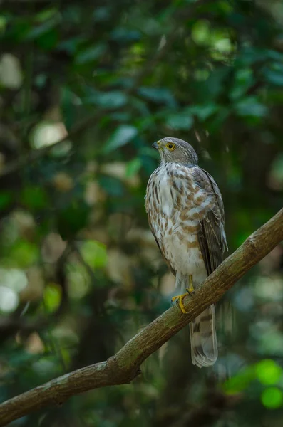 Sperwer van besra (Accipiter virgatus fuscipectus) — Stockfoto