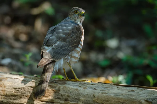 Sperwer van besra (Accipiter virgatus fuscipectus) — Stockfoto