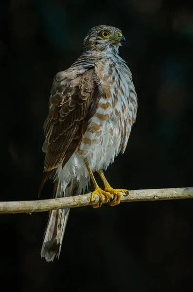 Фабра Sparrowhawk (Accesiter virgatus fuscellectus) ) — стоковое фото