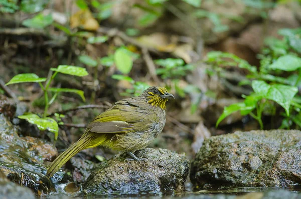 Bulbul a rayas en una rama —  Fotos de Stock