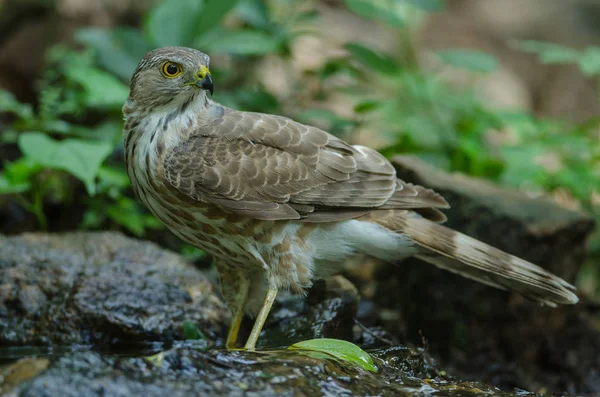 Souhvězdí Sparrowhawka (Accipiter panatus fuscipectus)) — Stock fotografie