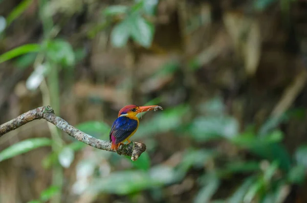 Zimorodek karłowaty lub Oriental Dwarf Kingfisher — Zdjęcie stockowe
