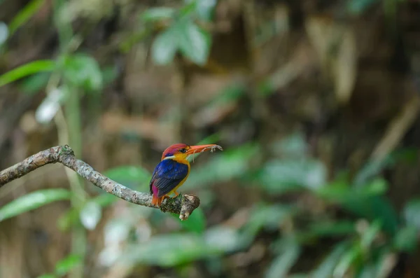 Siyah destekli Kingfisher veya oryantal cüce Kingfisher — Stok fotoğraf