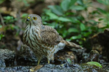 Besra Atmaca (Accipiter virgatus fuscipectus)