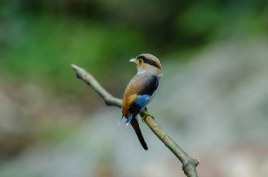renkli kuş gümüş göğüslü broadbil