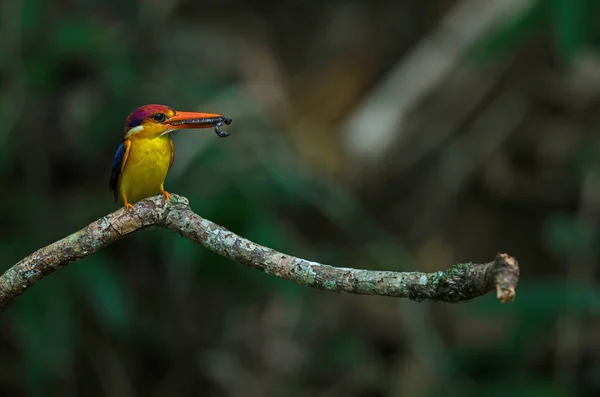 Kingfisher à dos noir ou Kingfisher nain oriental — Photo