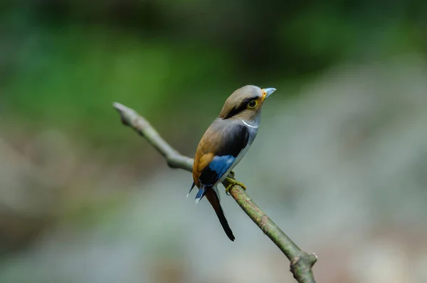 Pássaro colorido broadbil prata-breasted — Fotografia de Stock