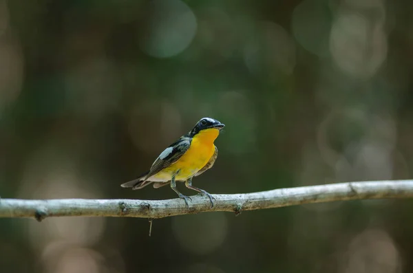 Acchiappamosche maschio giallo (Ficedula zanthopygia ) — Foto Stock