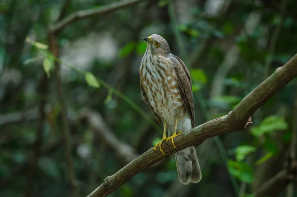 Besra SparrowHawk (Accipiter virgatus fuscipectus) — Fotografia de Stock