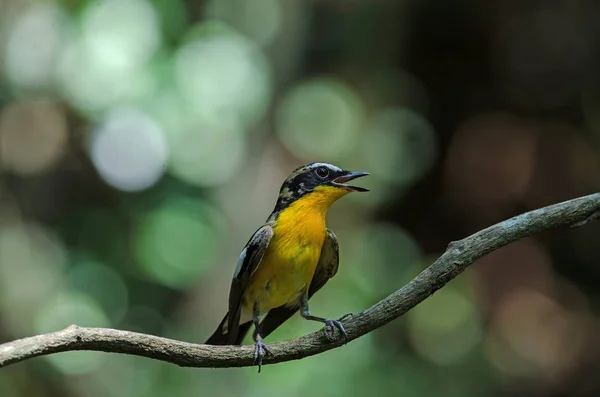 Gelbrumpelschnäpper (ficedula zanthopygia)) — Stockfoto