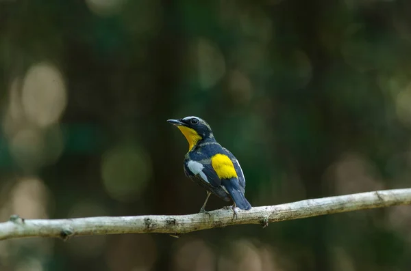 Acchiappamosche maschio giallo (Ficedula zanthopygia ) — Foto Stock