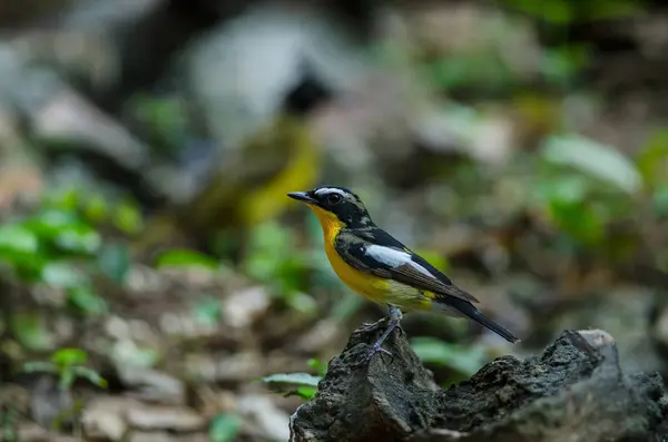 Acchiappamosche maschio giallo (Ficedula zanthopygia ) — Foto Stock