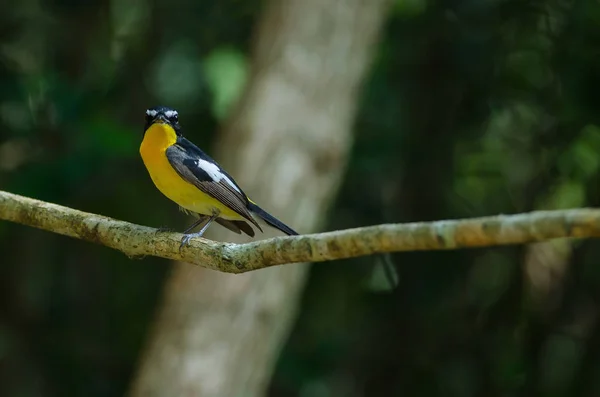 Apanhador de moscas macho amarelo (Ficedula zanthopygia ) — Fotografia de Stock