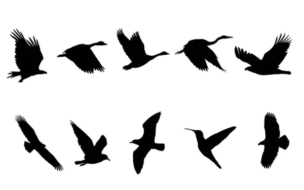 Ptak pływające czarne sylwetki — Zdjęcie stockowe