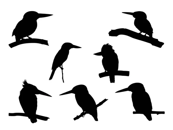 Συλλογή της Κίνγκφίσερ πουλί στο κλαδί δέντρο σιλουέτες. — Φωτογραφία Αρχείου