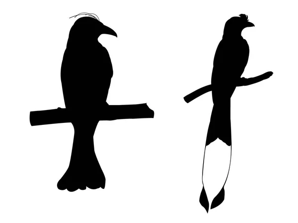 Collection d'Oiseaux Drongo sur branche d'arbre Silhouettes . — Photo