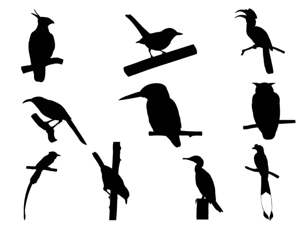 Insamling av fågel på trädgrenen silhuetter. — Stockfoto