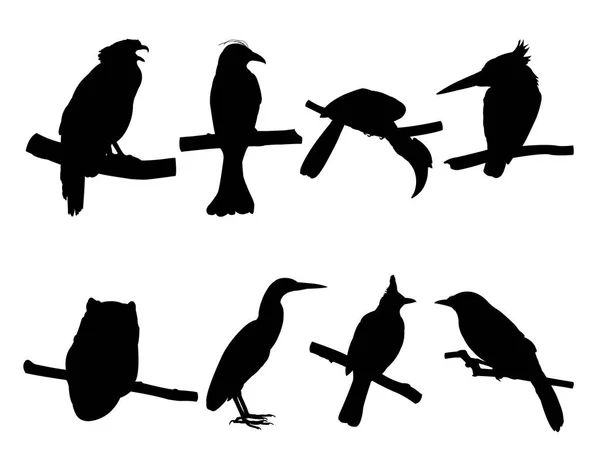 Insamling av fågel på trädgrenen silhuetter. — Stock vektor