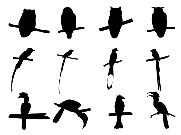 Kolekcja ptaków na gałęzi drzewa sylwetki. — Wektor stockowy