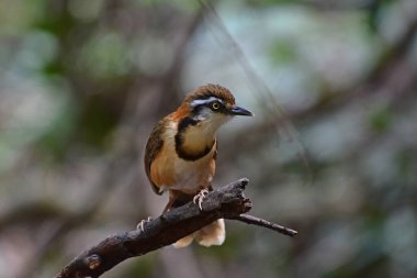 Küçük Kollu Gülen Ardıç kuşu Tayland 'da, doğanın dalına tünemektedir (Garrulax monileger)