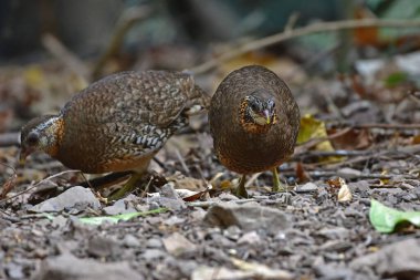 Yeşil bacaklı keklik, pullu keklik, doğada yeşil bacaklı tepe, Tayland (Tropicoperdix kloropus)