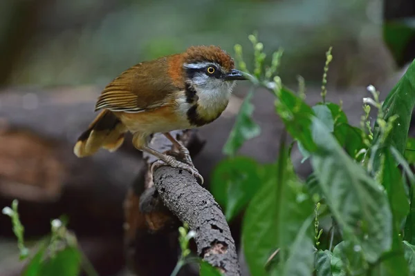 Laughingthrush Con Cuello Pequeño Encaramado Rama Naturaleza Tailandia Garrulax Monileger — Foto de Stock