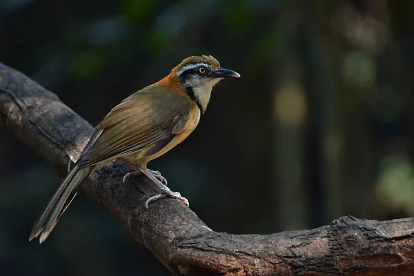 Mniejszy Naszyjnik Laughingthrush Siedzi Gałęzi Przyrodzie Tajlandia Garrulax Monileger — Zdjęcie stockowe