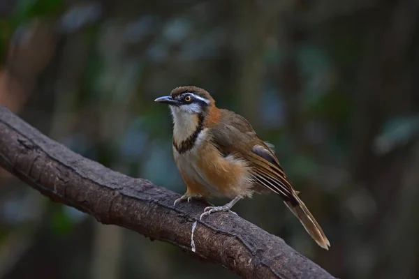 Kleine Ketting Laughingthrush Zittend Tak Natuur Thailand Garrulax Monileger — Stockfoto