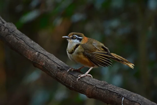 Kleine Halsbanddrossel Die Der Natur Auf Einem Ast Hockt Thailand — Stockfoto