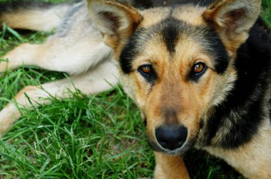 Çimlerin üzerindeki köpek