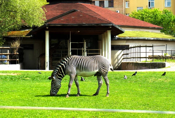 Zebra på en grön äng — Stockfoto