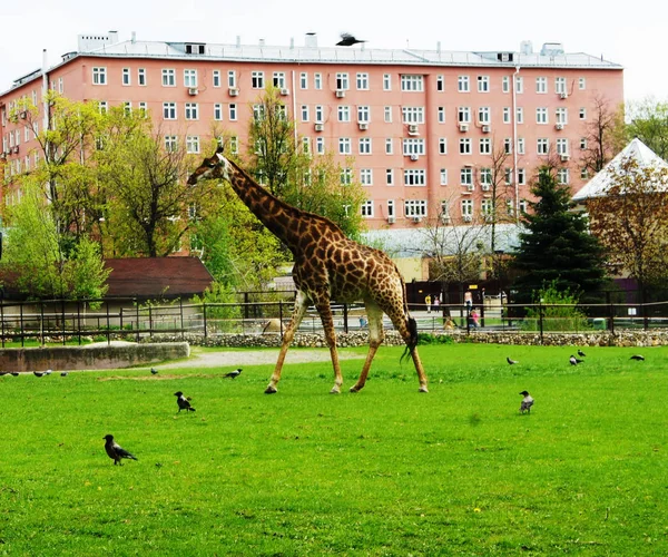 Giraffe auf einer grünen Wiese — Stockfoto