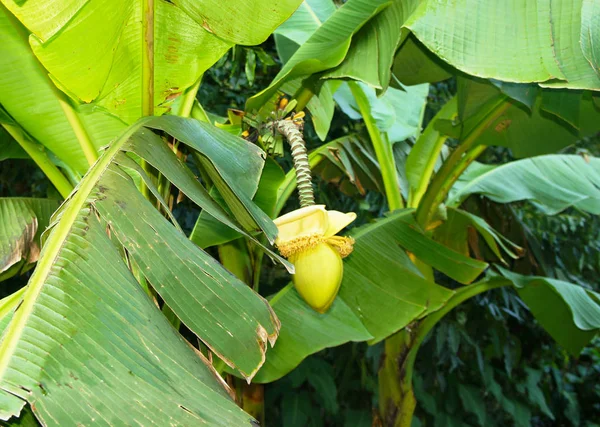 Onrijpe vrucht van banaan — Stockfoto