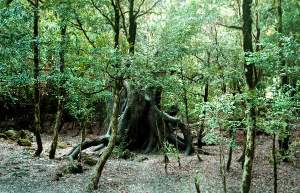 Szokatlan fát az erdőben. — Stock Fotó