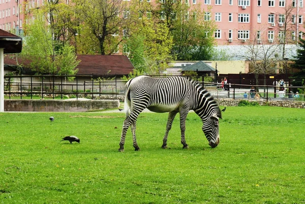 Zebra auf dem Rasen — Stockfoto