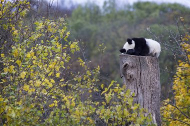 Ayı Panda üzerinde yüksek bir güdük uyur.