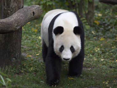 Ayı Panda orman geçer