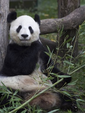 Büyük Panda oturur ve bambu çiğniyor